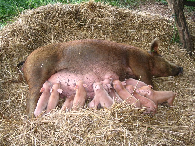 Sow and Babies