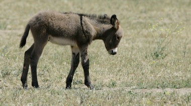 the burro